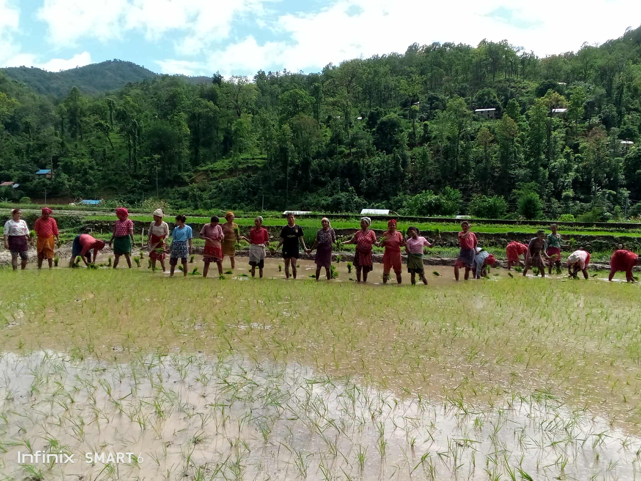Rice planting by farmers